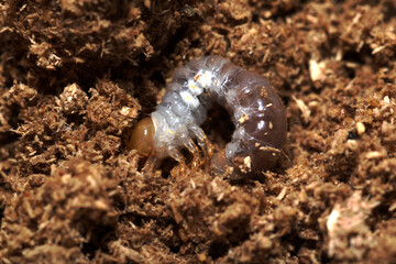 コクワガタの幼虫