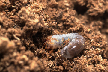 コクワガタの幼虫