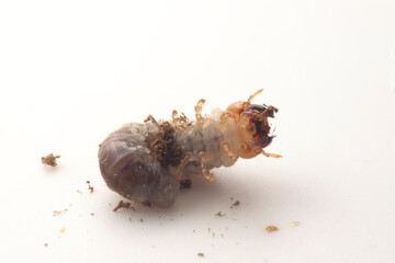 コクワガタの幼虫