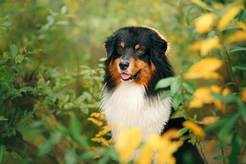 dog peeks out of the autumn leaves. Tricolor Australian Shepherd. Portrait of a pet in nature