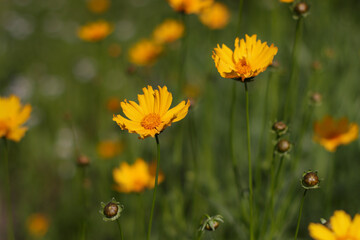 Coreopsis flowers