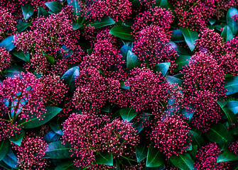 Skimmia japonica Pabella for sale in the store. Choosing plants house