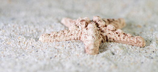 Brown sea star on sand macro photography in day daylight