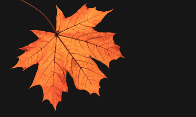 Autumn orange maple leaf, illuminated by sunlight, isolated on black background.