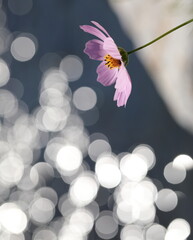 Obraz na płótnie Canvas 분홍색 코스모스 꽃이 보이는 아름다운 풍경