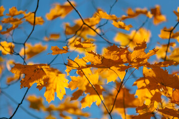 Fototapeta na wymiar Autumn background. Yellow maple leaves against blue sky.