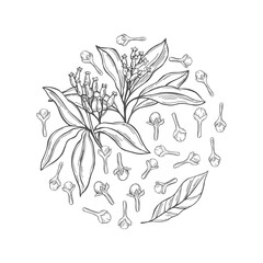 Hand drawn clove in a circle.