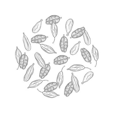 Cardamom.  Vector  illustration.