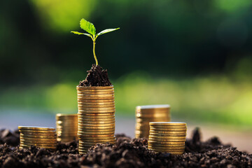Investment ideas for success
Coins and small trees on the ground outdoor nature blurred background - obrazy, fototapety, plakaty