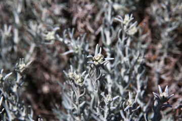 Thorn in Laguna Nimez Reserva in El Calafate, Patagonia, Argentina