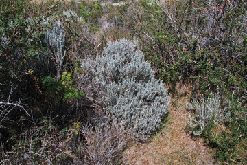 Thorn in Laguna Nimez Reserva in El Calafate, Patagonia, Argentina