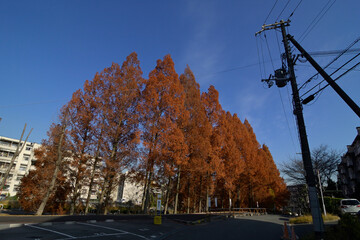 千里ニュータウン古江台（大阪府吹田市）の府営千古江台住宅とメタセコイアの並木道