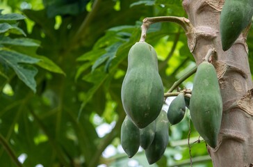 Papaya or Pawpaw Hanging from Its Tree with Selective Focus