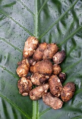 Stack of Taro Roots or Colocasia Esculenta Rhizome Isolated on Green Leaf in Vertical Orientation