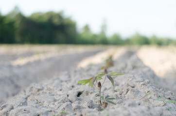 Tapioca fields on natural background, Grow cassava