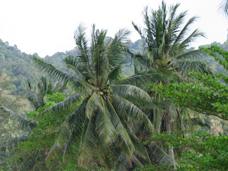 Fototapeta na wymiar Palm trees in Phuket jungle, Thailand