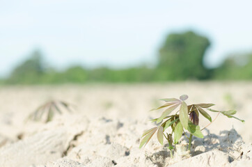 Tapioca fields on natural background, Grow cassava