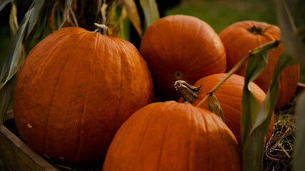 Pumpkins on pumpkin farm during the autumn harvest. The symbol sign of Halloween.