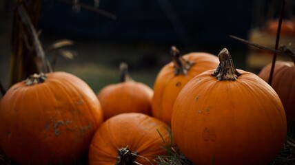 Pumpkins on pumpkin farm during the autumn harvest. The symbol sign of Halloween.