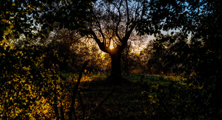 sunset in the woods - 387935187