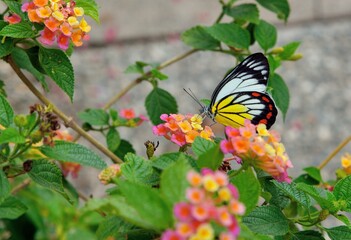Painted Jezebel butterfly(Delias hyparete) white showy pink Taiwan 