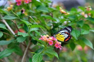 Painted Jezebel butterfly(Delias hyparete) white showy pink Taiwan 