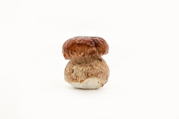 Beautiful fresh porcini mushrooms  on white background isolated season healthy food 