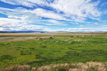 Fototapeta premium Horses on Lago argentino in El Calafate, Patagonia, Argentina
