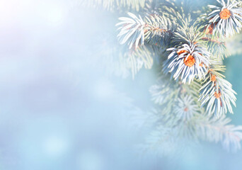Horizontal Christmas background with branch of blue spruce