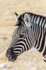 Fototapeta na wymiar Zebra in african bush. Etosha national Park, Ombika, Kunene, Namibia. Wildlife.