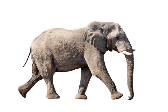 running african Elephant isolated on white background, graphic object