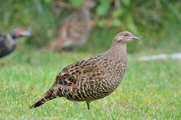 Emperor's Pheasant (Syrmaticus mikado), an endangered wild bird in Taiwan.