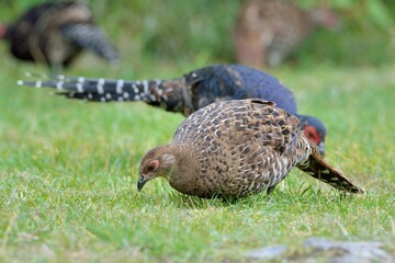Emperor's Pheasant (Syrmaticus mikado), an endangered wild bird in Taiwan.