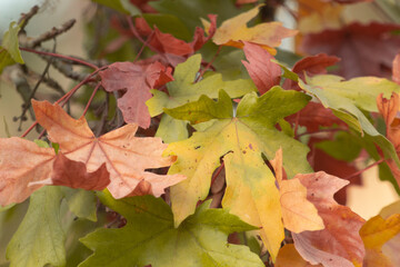 fall leaves on a tree