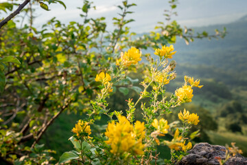 yellow flowers in a mountain meadow with mountains in the background and blue sky. Mountain valley
