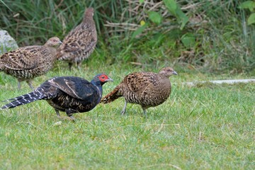 Emperor's Pheasant (Syrmaticus mikado), an endangered wild bird in Taiwan.