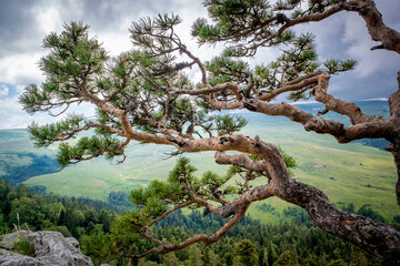 Pine tree against the background of mountains, green meadows and forests. Beautiful curves and branches green needles