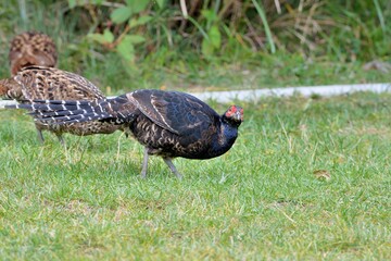 Naklejka premium Emperor's Pheasant (Syrmaticus mikado), an endangered wild bird in Taiwan.