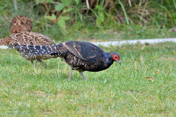 Emperor's Pheasant (Syrmaticus mikado), an endangered wild bird in Taiwan.