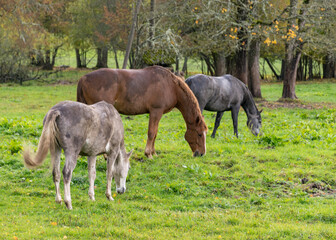 Naklejka na ściany i meble landscape with three different colored horses, horses eating grass, colorful autumn day