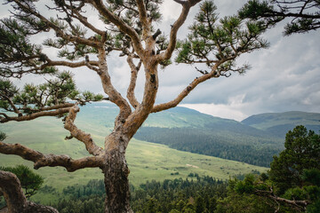 Pine tree against the background of mountains, green meadows and forests. Beautiful curves and branches green needles