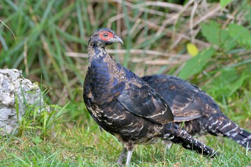 Emperor's Pheasant (Syrmaticus mikado), an endangered wild bird in Taiwan.