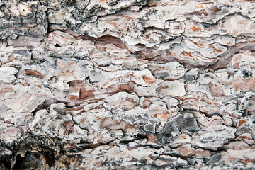 Pine tree trunk texture background or backdrop