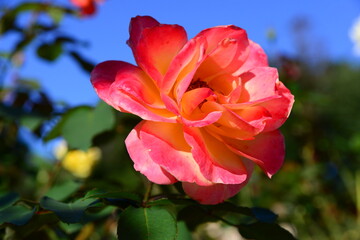 オレンジ色のグラデーションが美しいばら