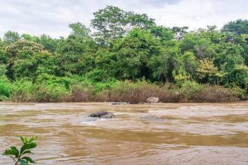 The landscape of the river in the fertile forest of Thailand