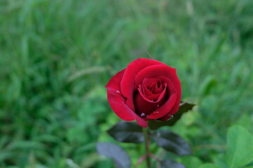 Red rose flower in a lawn.
