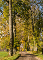 Fototapeta premium colorful landscape with tree alley, gorgeous trees by the roadside, golden autumn