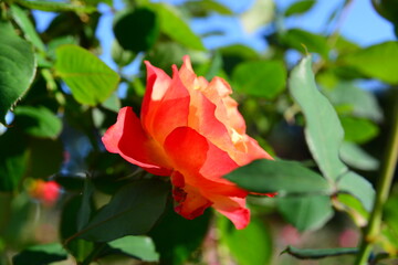 グラデーションが美しい「あかぎの輝き」