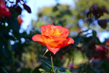 グラデーションが美しい「あかぎの輝き」