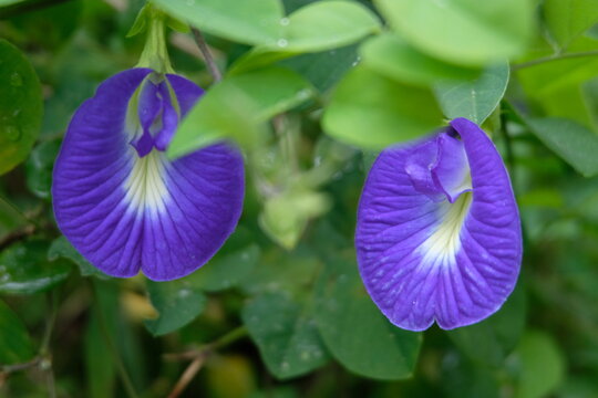 Two shankapushpi flower in sunlight
